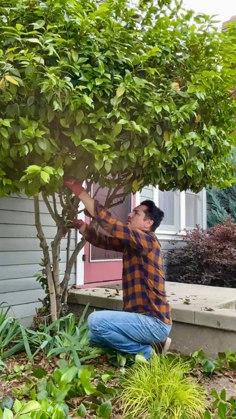 Wait until flowering ends to prune Wait until flowering ends to prune