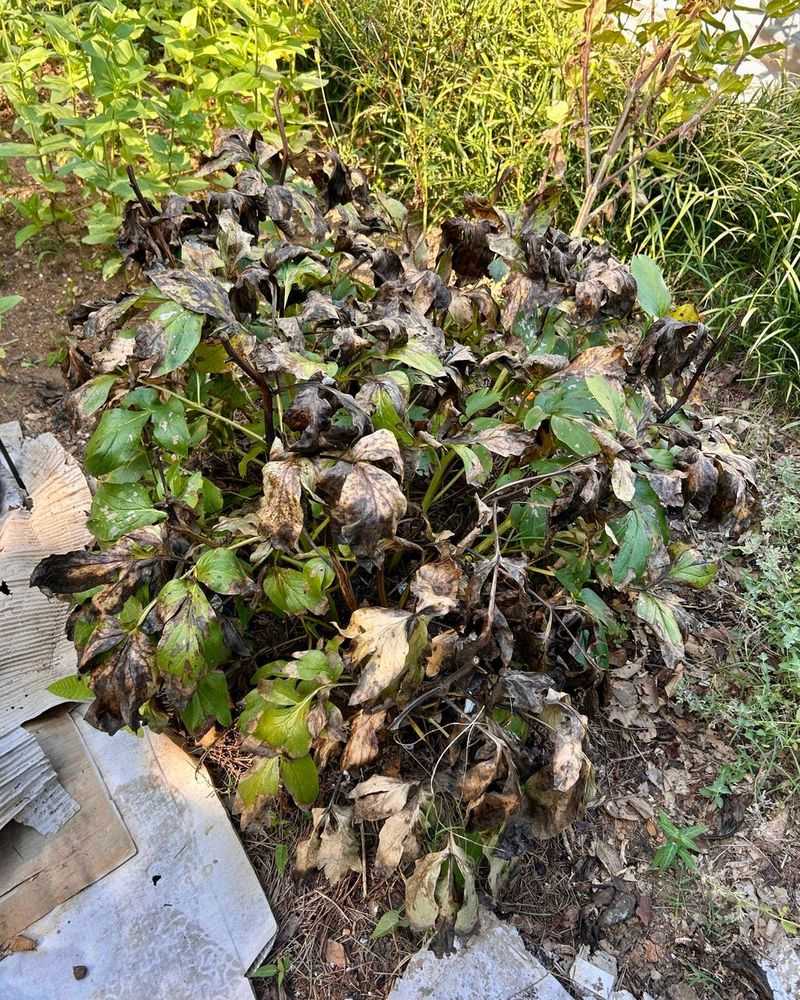 Wait until foliage dies back or frost damages it Wait until foliage dies back or frost damages it