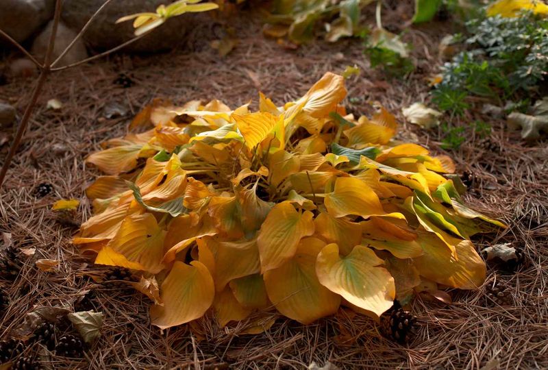 Wait until hosta foliage has died back