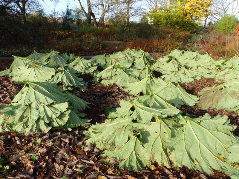 Wait until the foliage dies, not merely until fall arrives