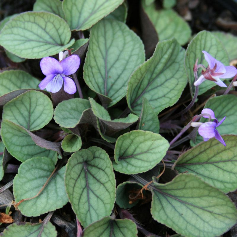 Walter's Violet