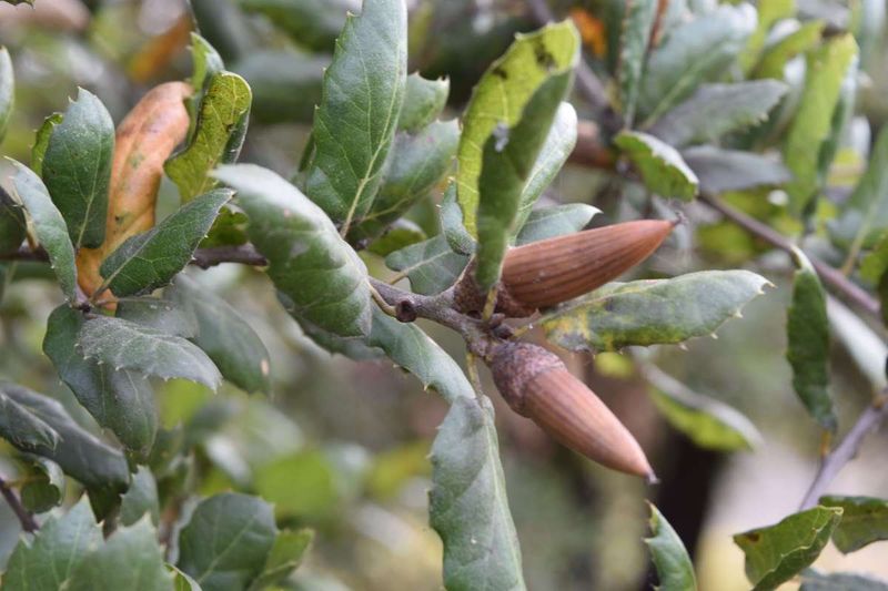 Want to grow an oak? Match the acorn to the place