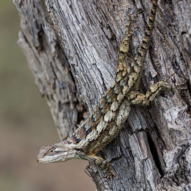 Warm fall weather may make lizards easier to spot