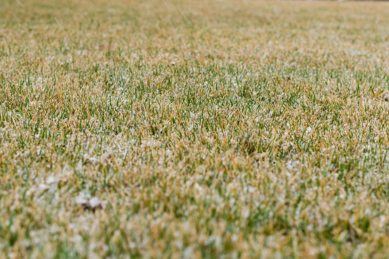 Warm-season grass may be entering dormancy, not failing