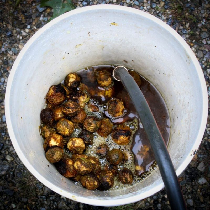Wash and sort the hulled nuts