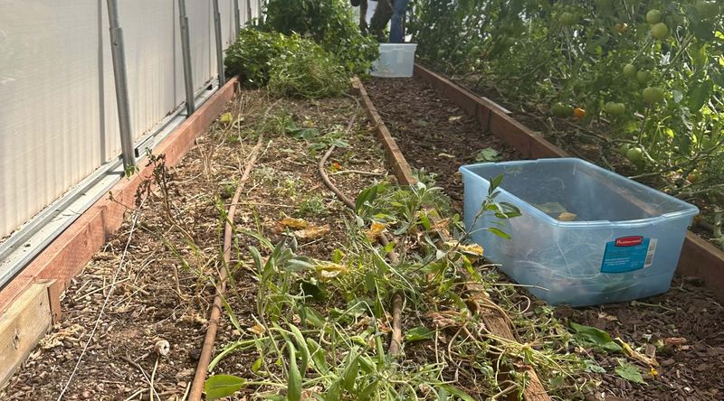 Wash off soil and plant debris first Wash off soil and plant debris first