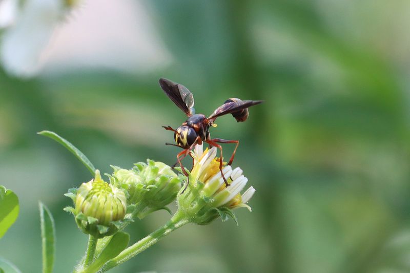 Wasps can benefit the yard, too