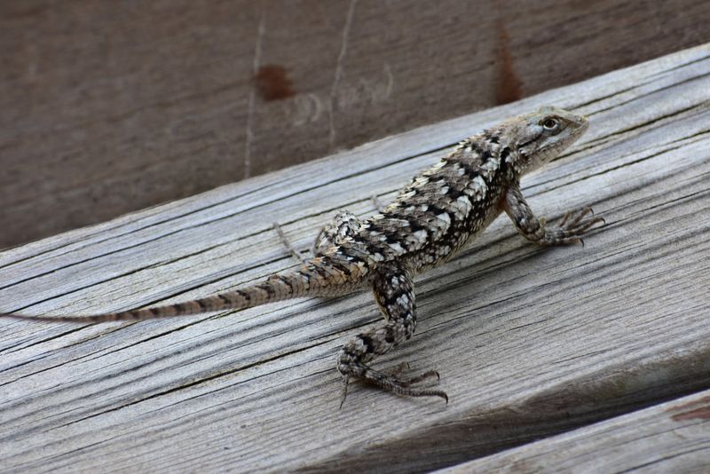 Watch from a distance and leave healthy lizards alone