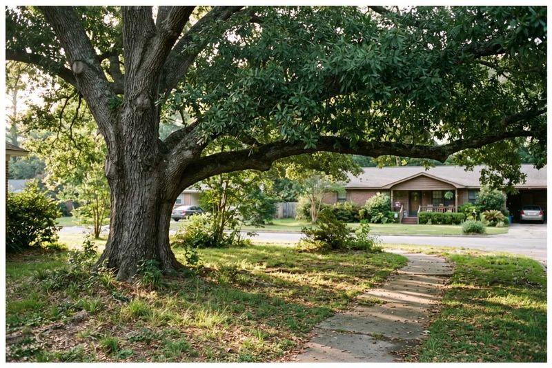 Water Oak Water Oak