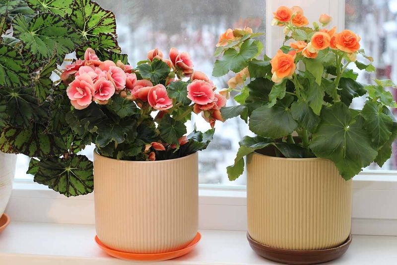 Water active begonias according to their conditions