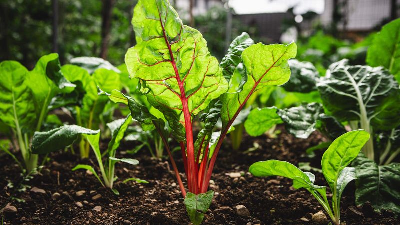 Water and plant condition shape regrowth
