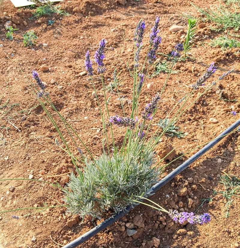 Water at soil level and avoid saturated roots Water at soil level and avoid saturated roots