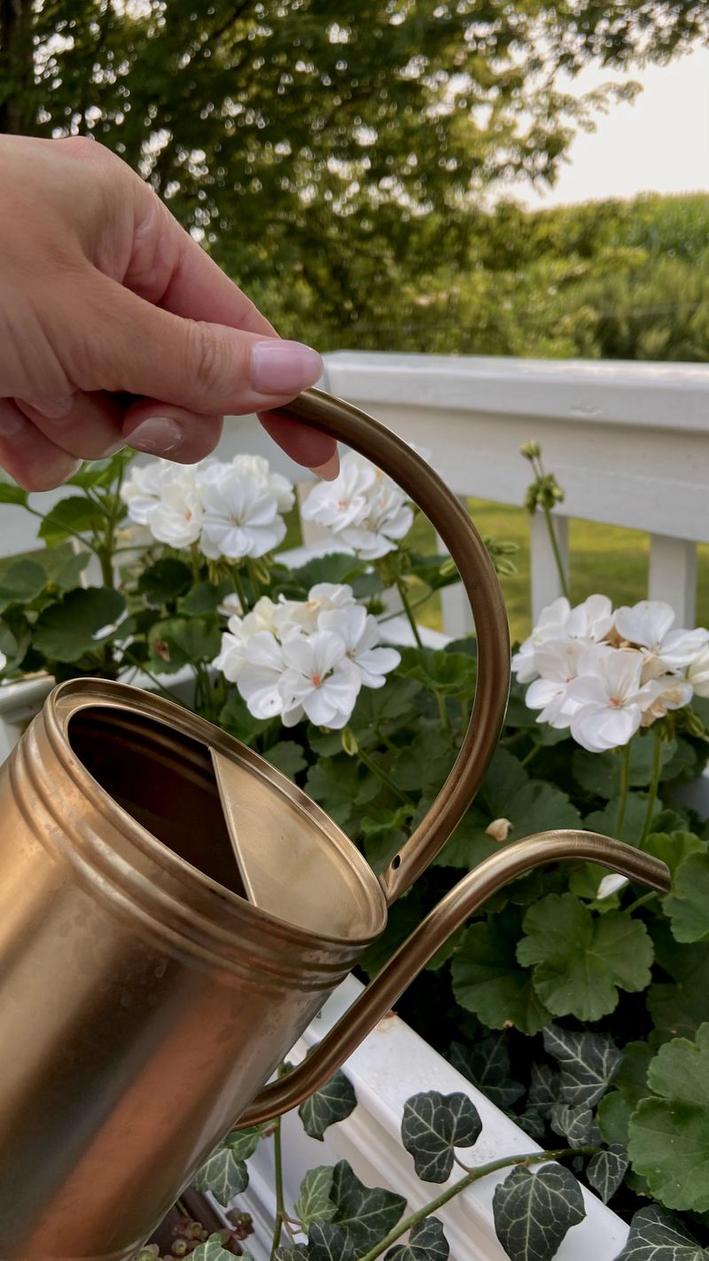 Water by soil dryness and allow for adjustment