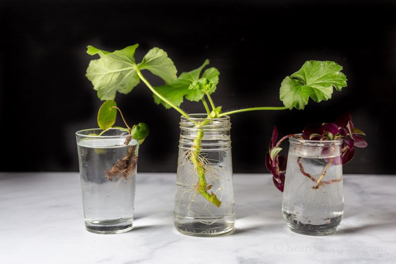 Water is simple, but fast roots are not assured
