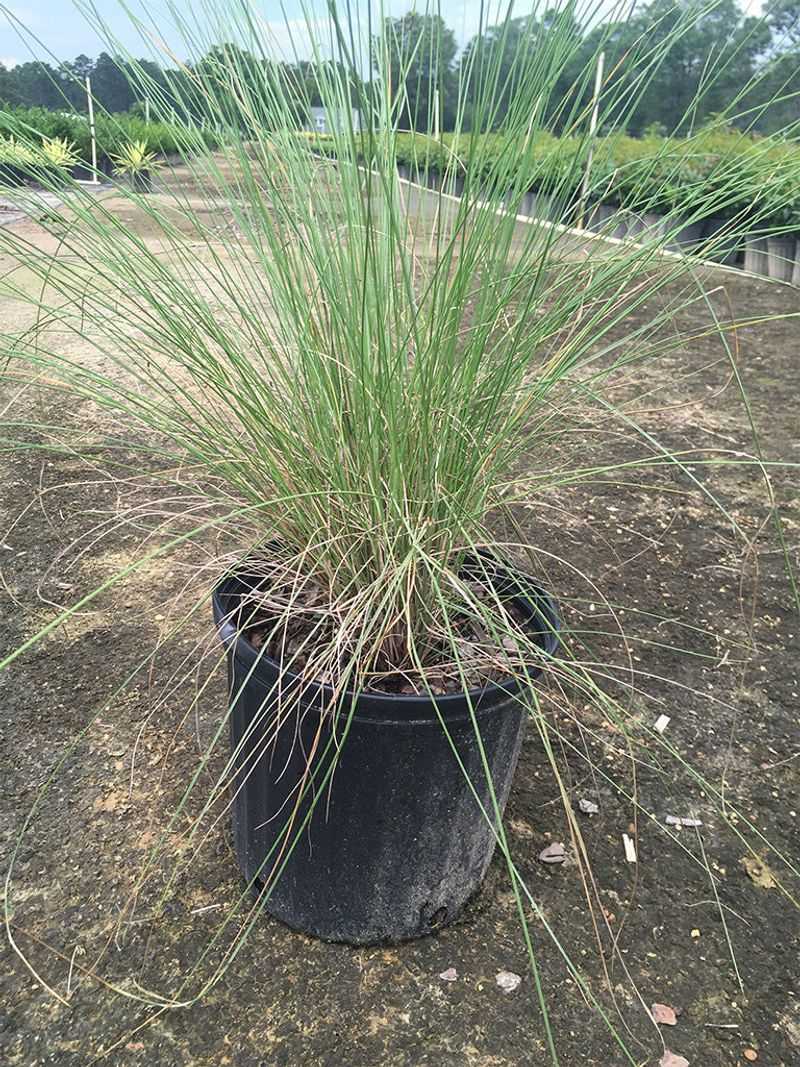 Water new clumps until they establish