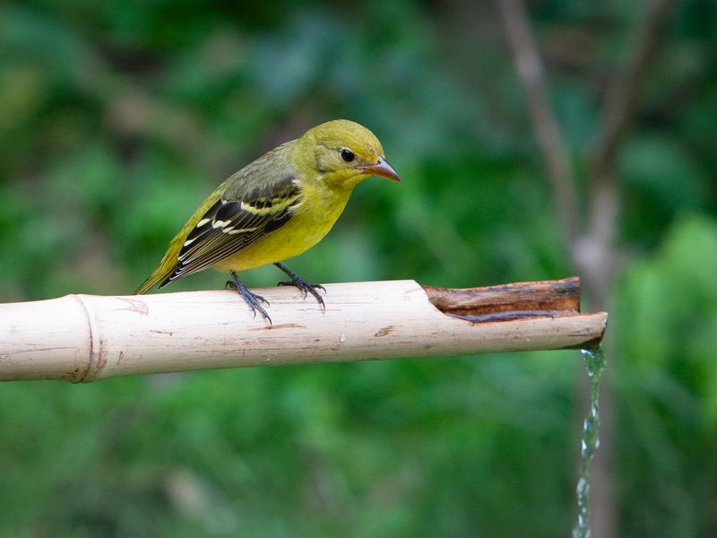 Water or Fruit May Help, but Seed Is Not a Sure Draw