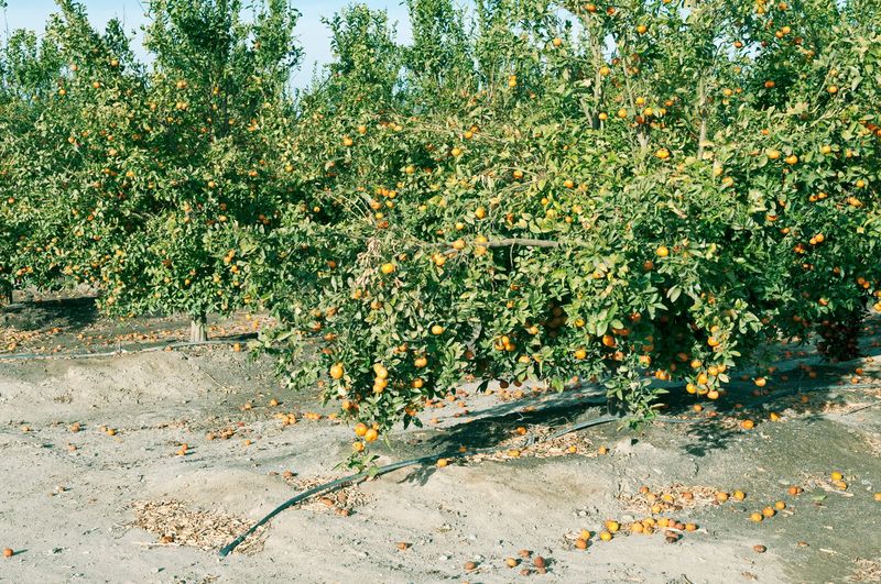 Water stress can affect fruit, but a fall adjustment is no guarantee