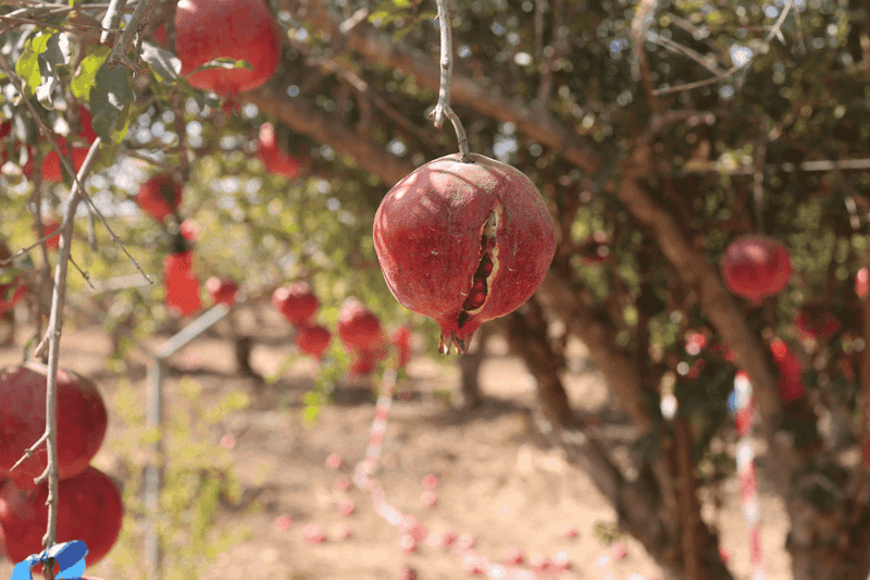 Water stress can affect fruit, but swings matter too