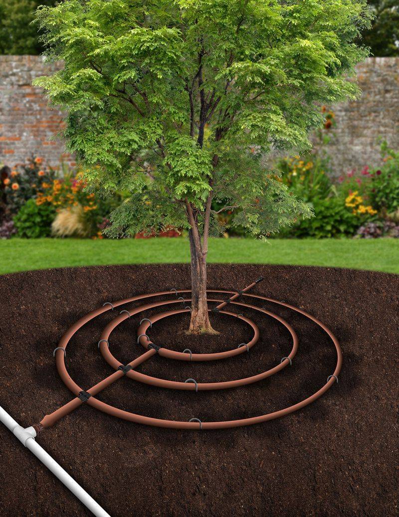 Water stress can disrupt flowering and fruit growth