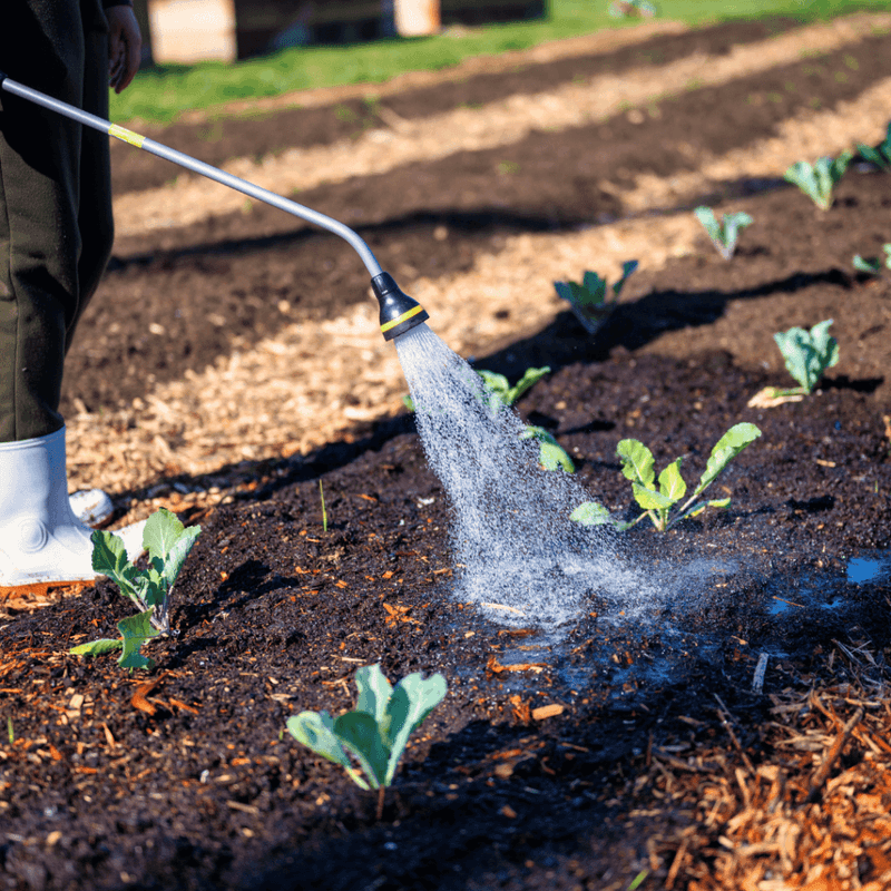 Water the soil carefully and skip the sprinkler