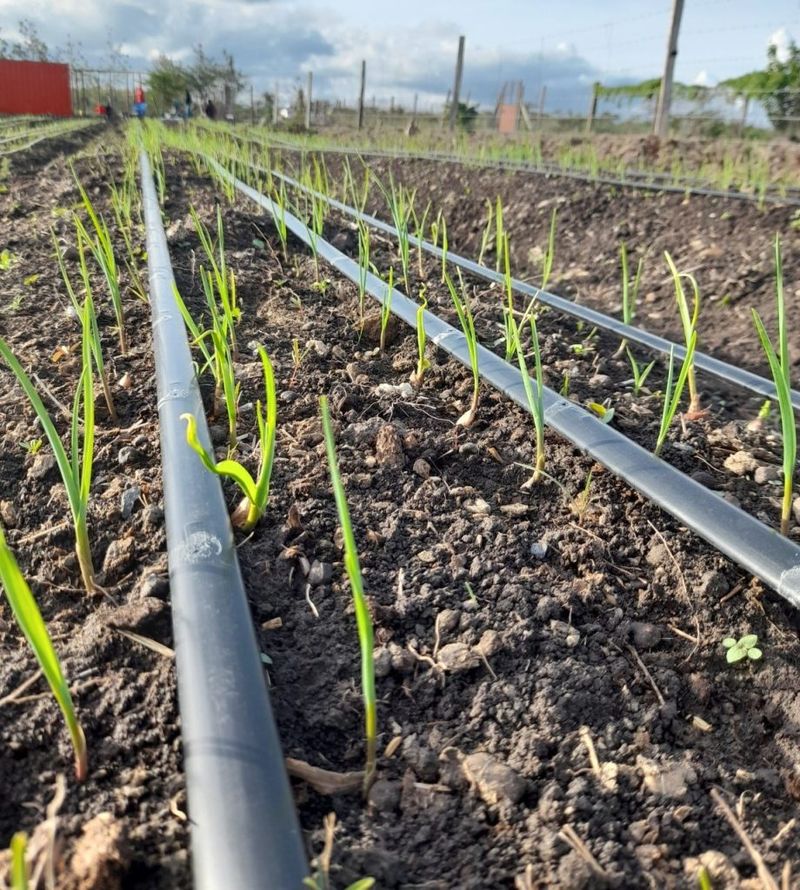 Water to establish sets, not to keep soil soggy Water to establish sets, not to keep soil soggy