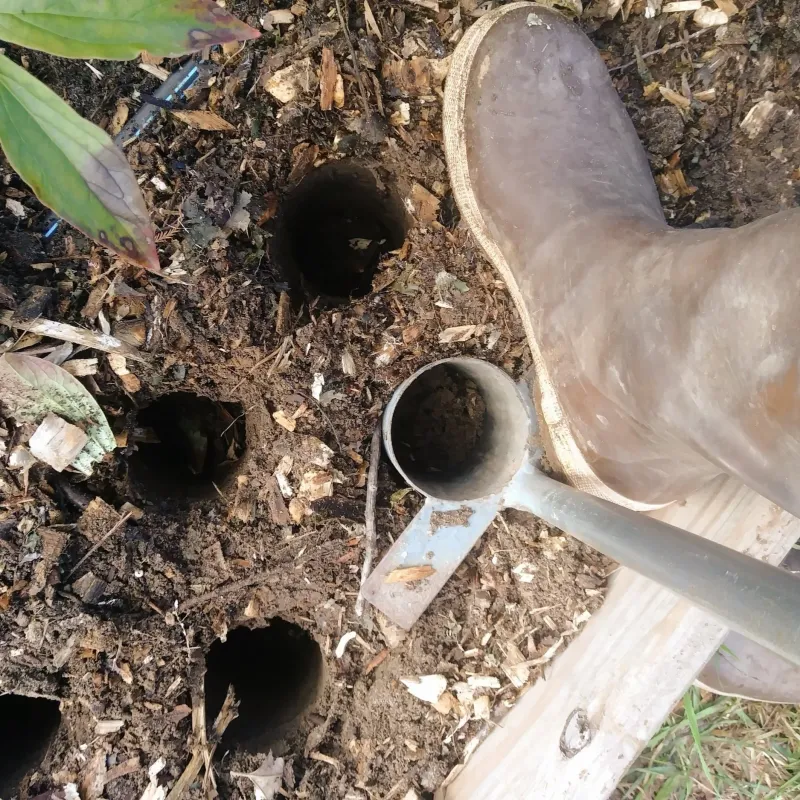 Water to settle the soil without saturating it