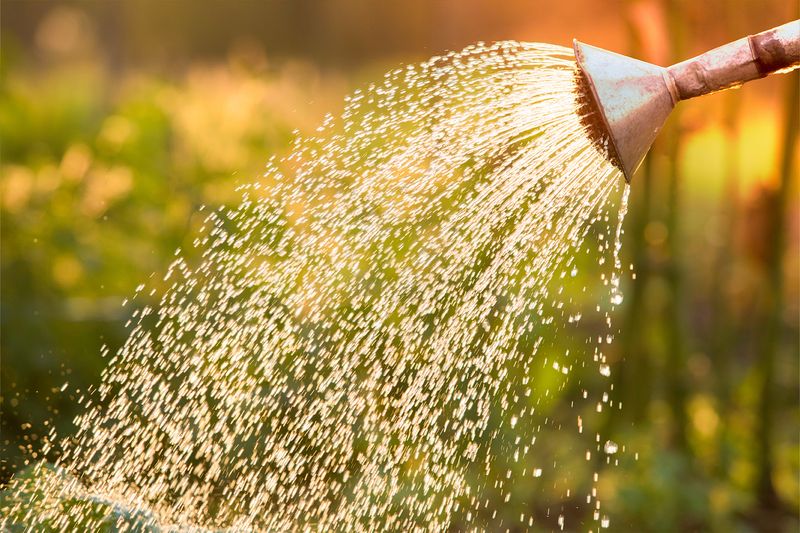 Watering That Swings Between Flood and Drought