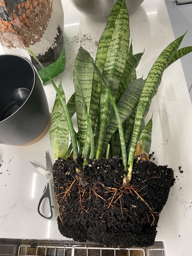 Watering the Same Amount in Low Light or Winter Watering the Same Amount in Low Light or Winter