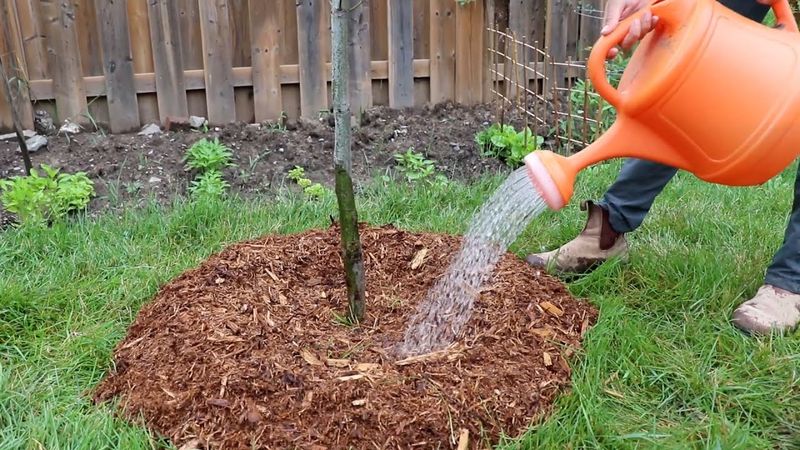 Watering through establishment still matters Watering through establishment still matters