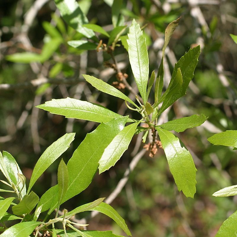 Wax Myrtle