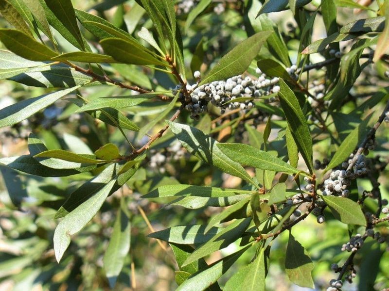 Wax Myrtle Wax Myrtle