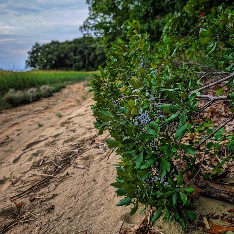 Wax Myrtle Wax Myrtle