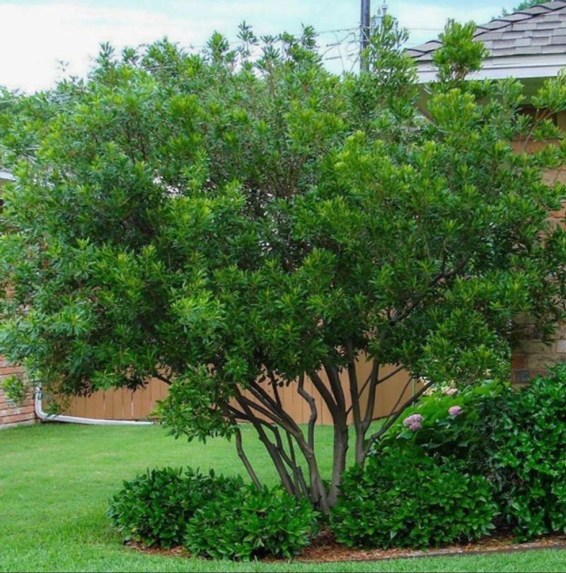 Wax Myrtle