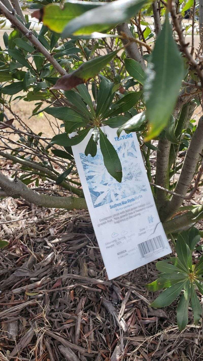 Wax Myrtle