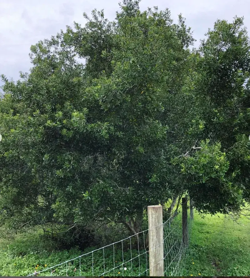 Wax Myrtle Wax Myrtle
