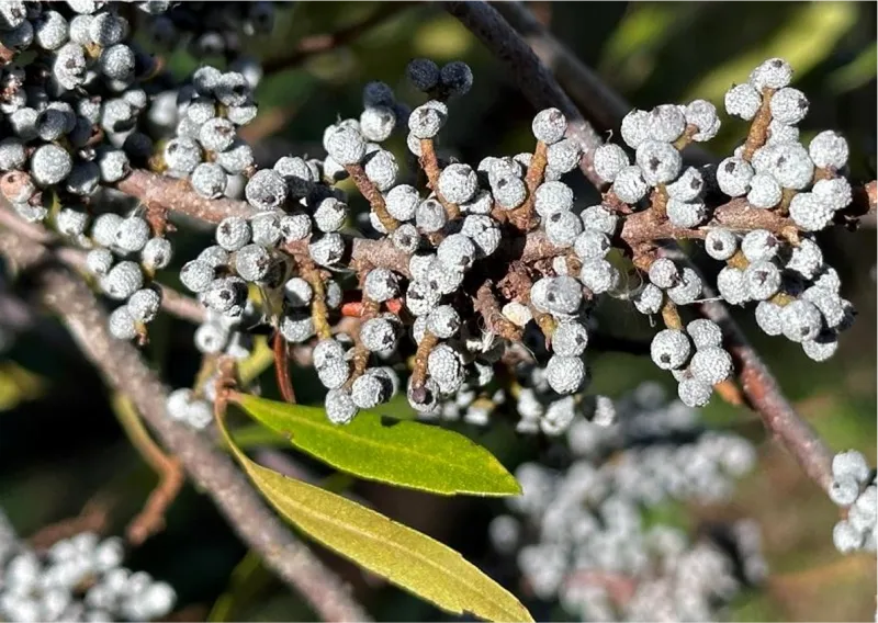 Wax myrtle