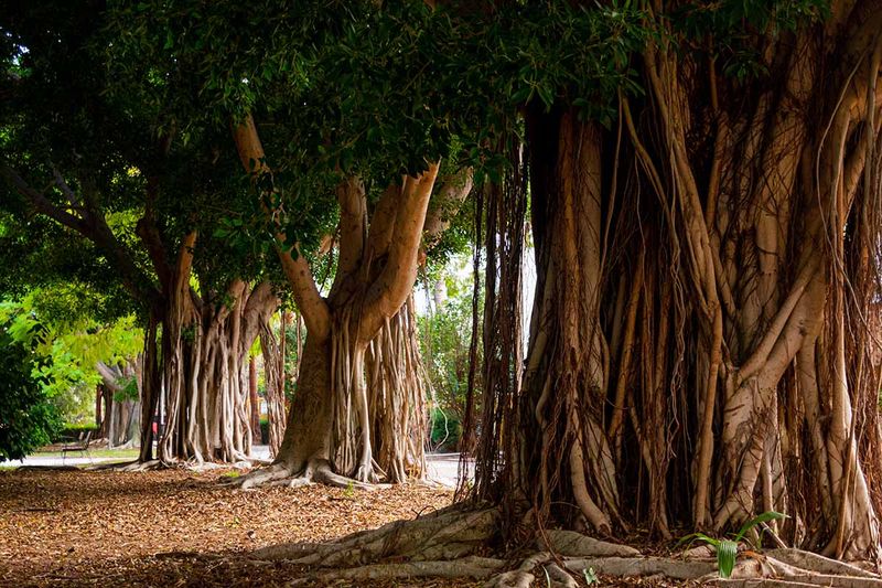 Weeping Fig Weeping Fig