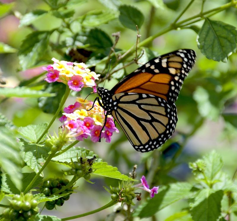 Weigh fruit for wildlife and handle lantana carefully