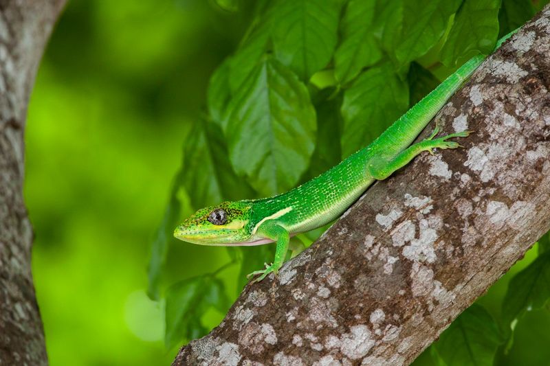 Welcome Resident Anoles Without Buying More