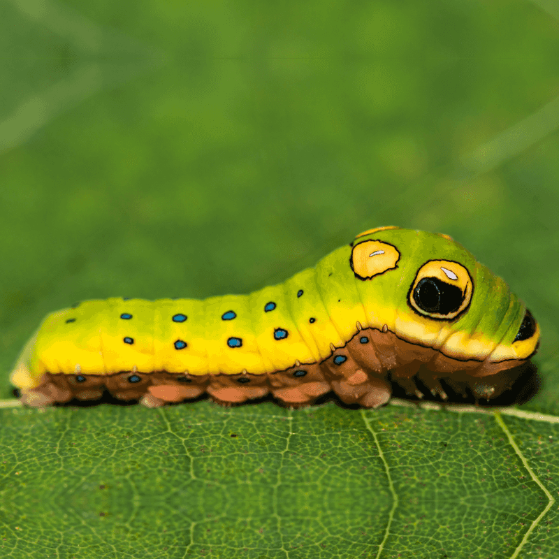 Welcome ordinary caterpillar feeding