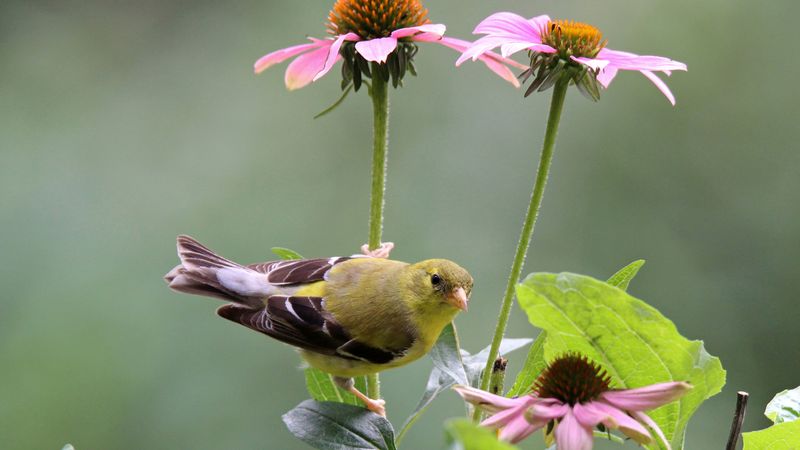 Welcome wildlife without relying on it for pest control