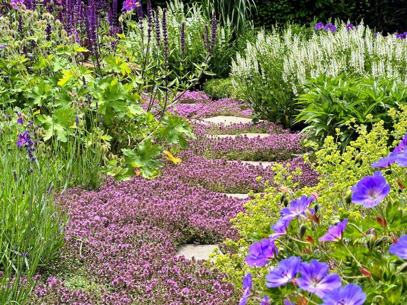 Well-Watered Herbs Like Creeping Thyme Well-Watered Herbs Like Creeping Thyme