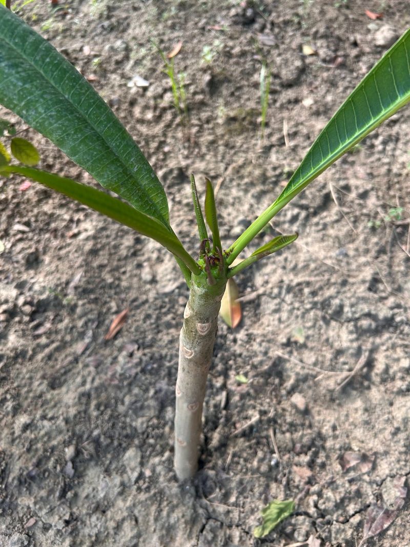 Well-drained rooting is guidance, not a proven yield boost