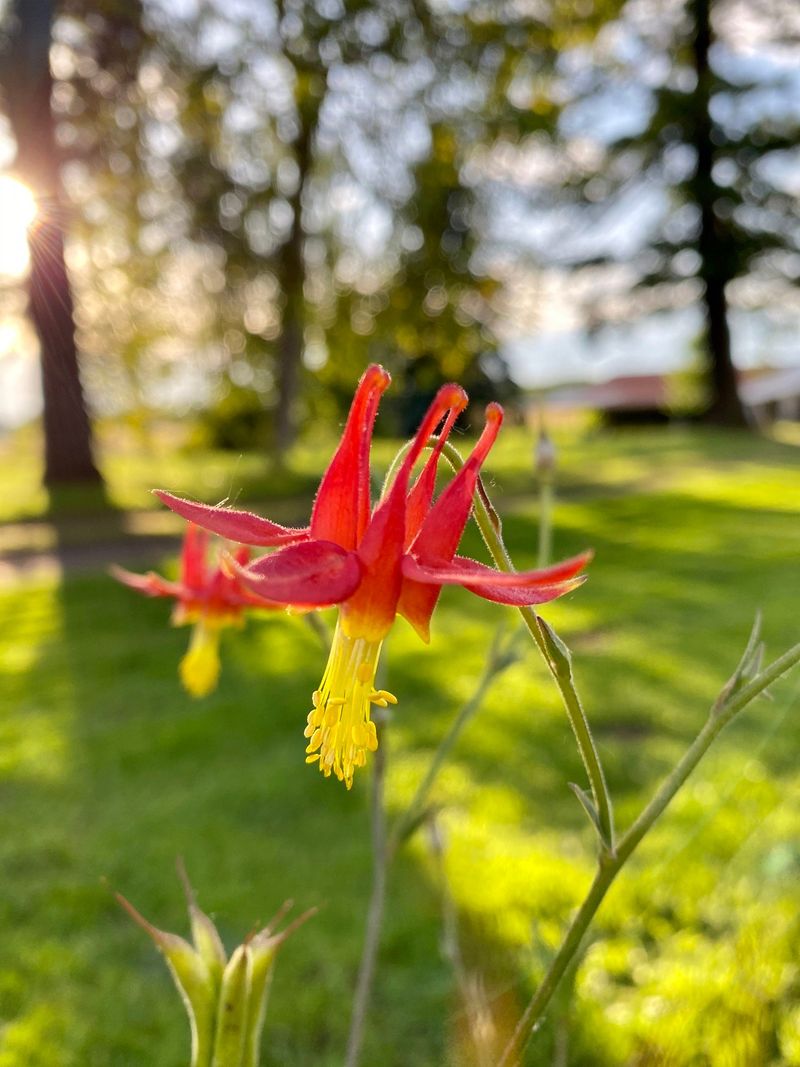 Western Columbine (Aquilegia formosa)