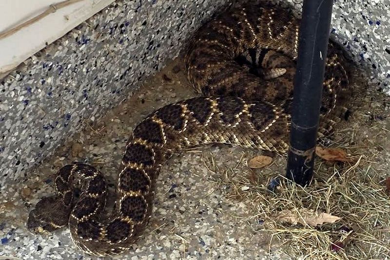 Western Diamondback Rattlesnake