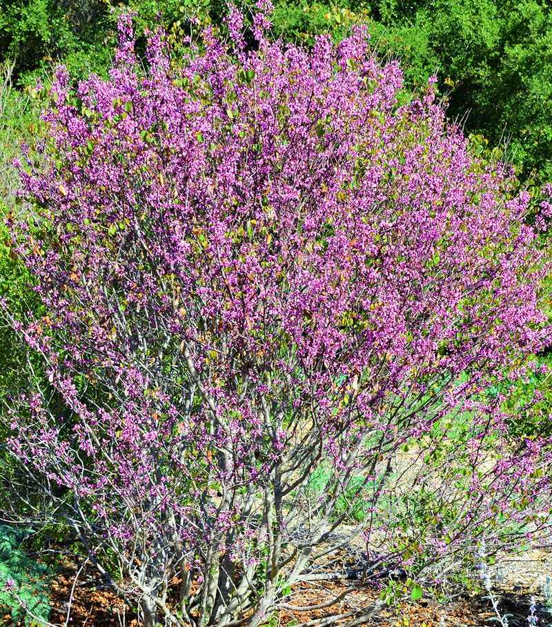 Western Redbud