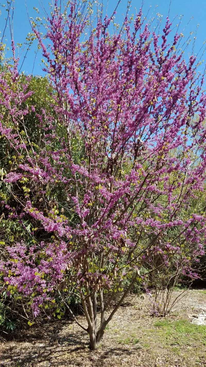Western Redbud