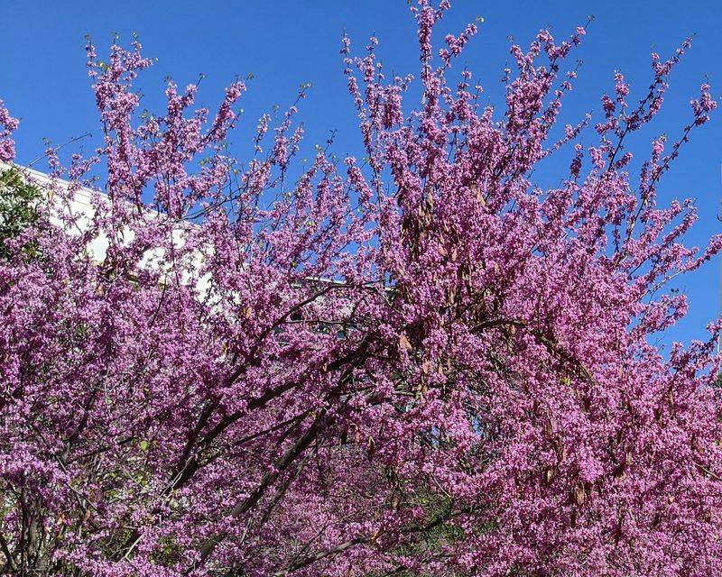 Western Redbud