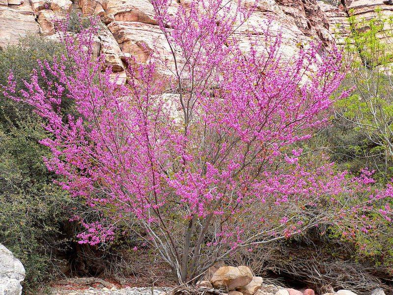 Western Redbud