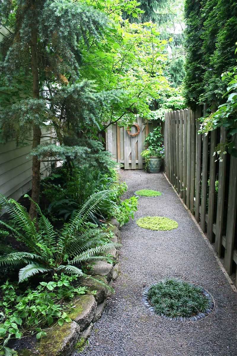 Western Sword Fern Western Sword Fern